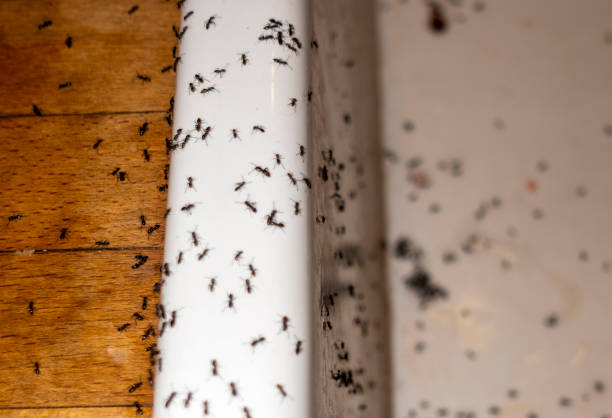 Best Mosquito Control Services  in Plant City, FL